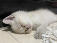 3 Aylık blue point british shorthair inci tanemiz