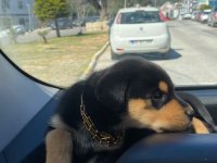 Rottweiler chivas yeni yuvasını arıyor