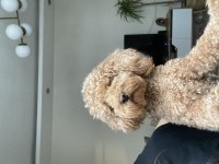 Acil toy poodle