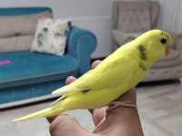 Erkek ele alışkın muhabbet kuşu