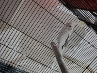Heavy pied sultan papağanı