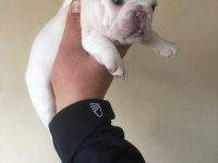Exotic french bulldog