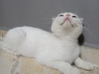 Kedimiz pişmaniye için eş arıyorum