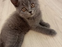 British Shorthair Dişi Erkek Bebeklerimiz