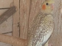 Yeni Sultan Papağanı Yavrular Yeme Düşecekler Bu Hafta
