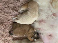 Küçük Yavrular Rezerve Edilecektir Pomeranian Boo