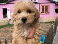 MALTİPOO TOY BEBEKLER
