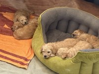 Maltipoo yavrumuz