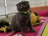 Scottish fold erkek kedimiz