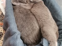British shorthair anne kız yeni yuvalarını arıyor