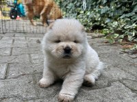 Chow chow (Çin Aslanı) Yavrularımız