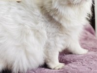 Safkan british longhair