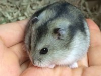 HAMSTER GONZALES YAVRULARIMIZ HERYERE GÖNDERİM VAR