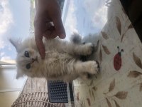 2 aylık chinchilla