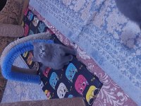 1 DİŞİ VE 1 ERKEK SON KALAN KEDİLER HAZIRLAR