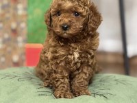 SAFKAN KIVIR KIVIR TO POODLE YAVRULAR