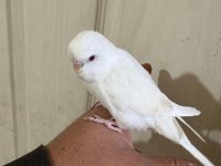 31 Günlük Albino Oğlan Bebek Muhabbet Kuşu