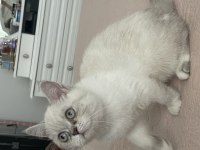 6 aylık aşılı exotic shorthair