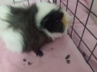 3 Yavru (3 aylık) ve 1 Hamile Ginepig (8 aylık) + Kafes
