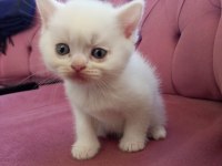 British longhair 45 günlük kedimiz