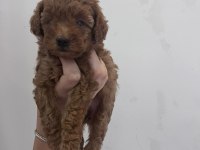 2 erkek bir dışı safkan poodle yavrularımız 45 gunluk