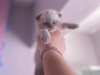 İSTEDİĞİNİZ KEDİYİ BULMANIZDA YARDIMCI OLABİLİRİM