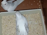 Yumurtalı heavy sultan takım erkeği ful evcil konuşma var