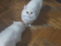 ÜCRETSİZ KEDİMİZ SON GÜN ALINMAZSA BARINAĞA VERİLİCEK