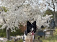 Köpeğimizden daha akıllısı yok