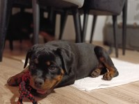 4 aylık dişi rottweiler