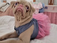 Egzotik Pug Mops