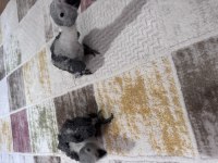 ÇOK TATLI YAVRU JAKO PAPAĞANI BEBEK