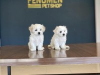 Kar Beyaz Maltese Terrier Yavrularımız Ankara