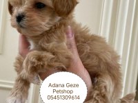 Kore Maltipoo