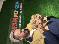 Safkan Toy Poodle Köpeği