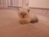 Scottish Fold Tam Beyaz ve Blue Point Yavru
