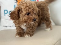 Petmode köpek çiftliğinde ziyarete açık maltipoo