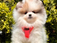 Safkan Pomeranian Boo Bebekler
