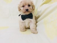 Maltipoo canlarım ev üretimi