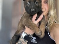Belçika kurdu Malinois Yavruları