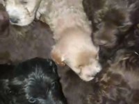 Orjinal maltipoo yavrular
