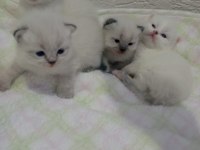 British shorthair ve scottish fold