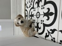 Yavru maltipoo bebekleri