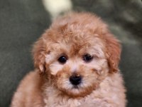 Minik F1B Maltipoo Yavrular