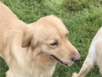 Safkan Golden Retriever Ücretsiz Sahiplendirme