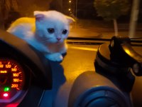 Evinize neşe katacak british shorthair