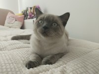 Nevşehir Merkez British Shorthair Kedilerimiz