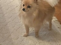 Pomeranian dişi 1 yaşında