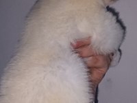 Samoyed yavrularımız ırk garantilidir