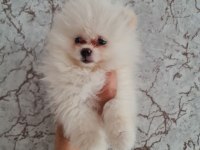 Minik Panda Pomeranian Dişiler